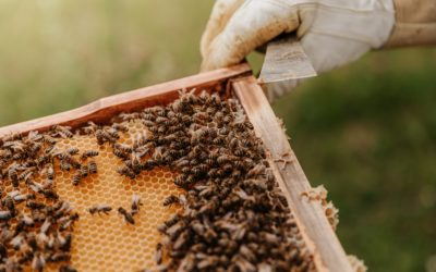 Parrainer une ruche pour préserver la biodiversité